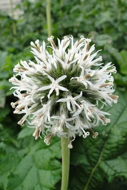 plants E-J — issima
